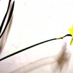 Daff 2   2000
My favorite flower. Was shoot in my home.

8 x 10 ... $675
20 x 30 ... $1,980