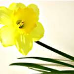 Daff 2000
The Daff in all it's glory.

8 x 10 ... $675
20 x 30 ... $1,980