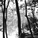 Penny Packer Park Illusion 80
You don't know where the trees begin or end.

8 x 10 ...  $765
20 x 30 ... $2,250