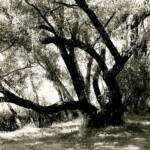 Mystic, 1980
This was shot at Penny Packer Park in Haddonfield, NJ

8 x10 ...  $765
20 x 30 ...  $2,250